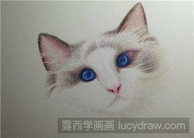 彩铅画教程：教你画猫咪