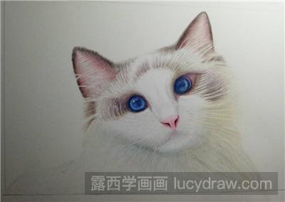 彩铅画教程：教你画猫咪