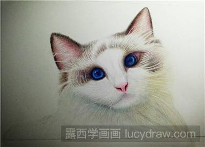 彩铅画教程：教你画猫咪