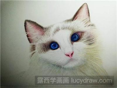 彩铅画教程：教你画猫咪