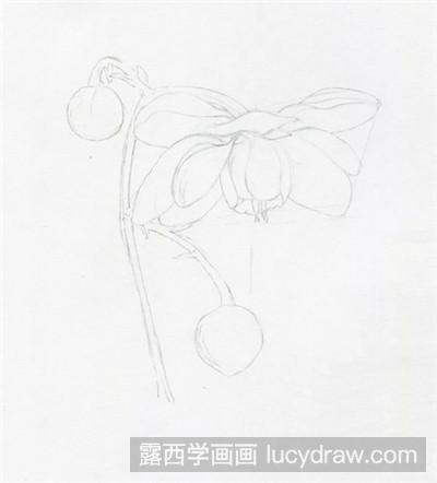 彩铅画教程：教你画莲花升麻