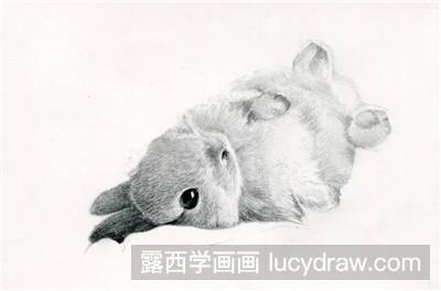素描教程：教你画兔子