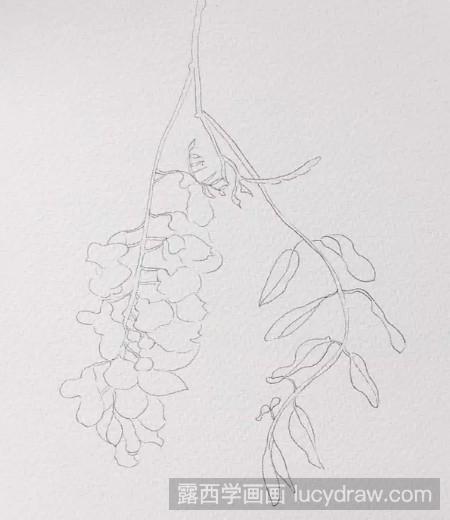 毛刺槐手绘图片
