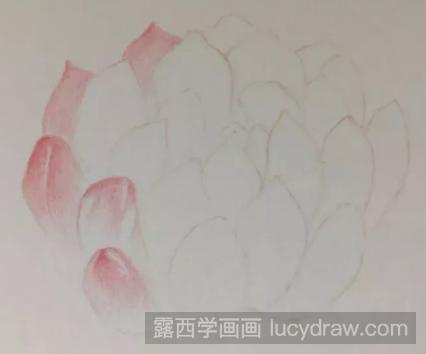 多肉彩铅画入门教程