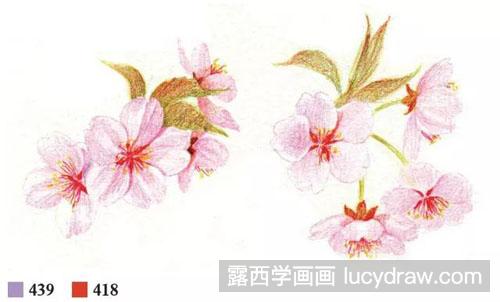 彩铅樱花画法教程