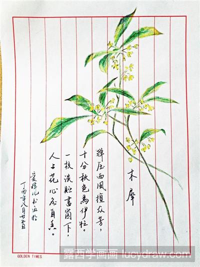 彩铅画教程：教你画桂花