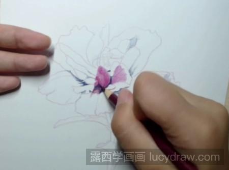 木槿花彩铅画步骤
