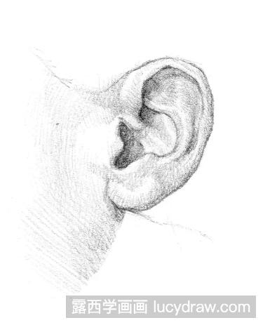素描耳朵的详细画法
