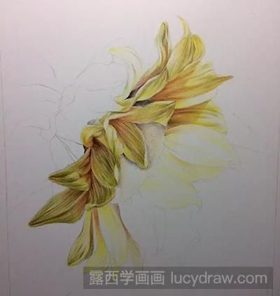 彩铅画教程：怎么绘制向日葵