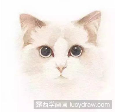 教你水彩画一只猫咪