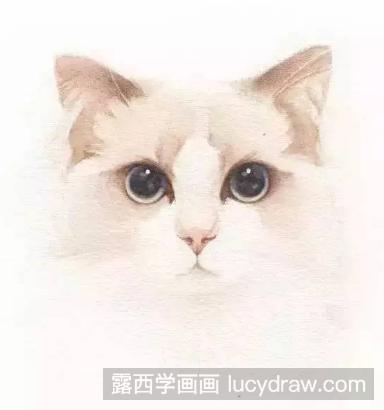 教你水彩画一只猫咪