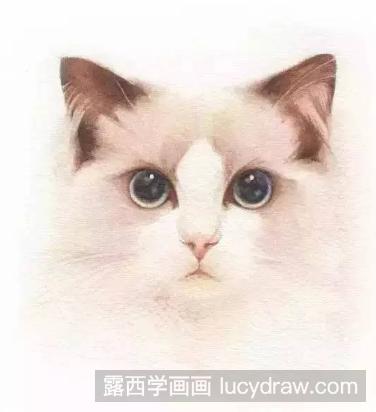 教你水彩画一只猫咪