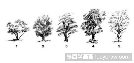 素描教程：教你画树