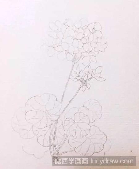天竺葵水彩画步骤