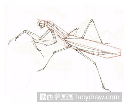 工笔画教程：教你画螳螂