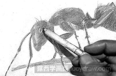 素描教程：教你画小蚂蚁