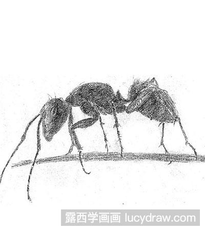 素描教程：教你画小蚂蚁