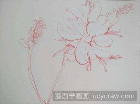 刺桐花的画法图片