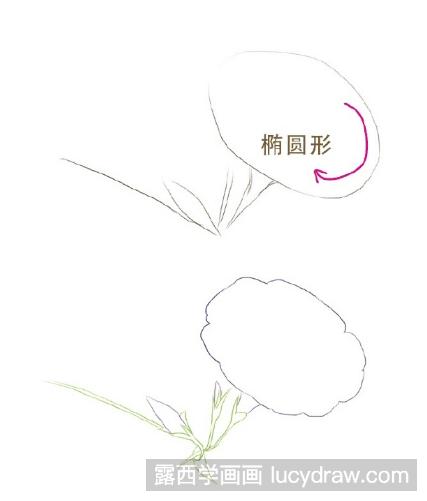 彩铅画教程：怎么画牵牛花