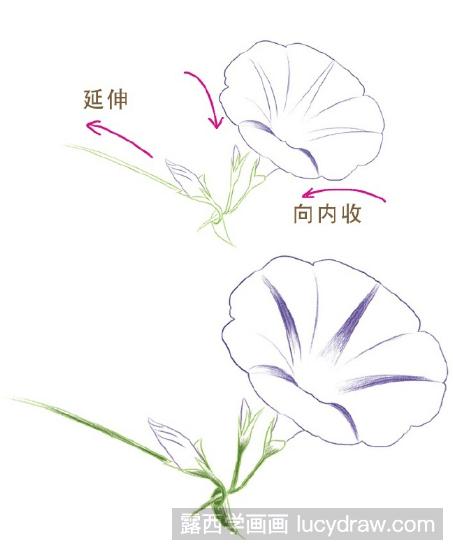 彩铅画教程：怎么画牵牛花