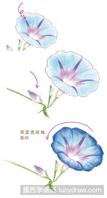 彩铅画教程：怎么画牵牛花