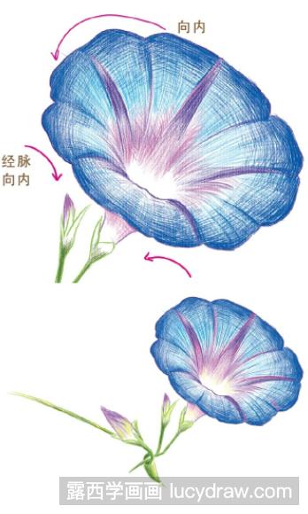 彩铅画教程：怎么画牵牛花