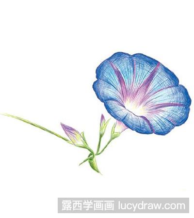 彩铅画教程：怎么画牵牛花