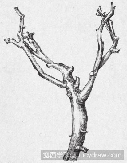 树枝画法 素描图片