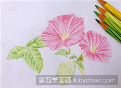 彩铅画教程：教你画牵牛花