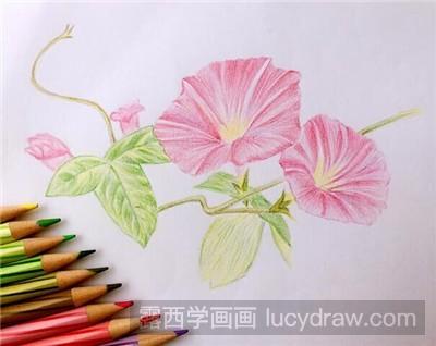 彩铅画教程：教你画牵牛花