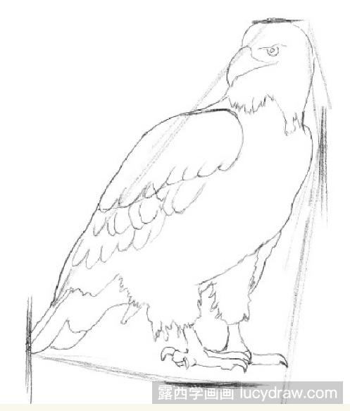 凶猛老鹰铅笔画步骤图片
