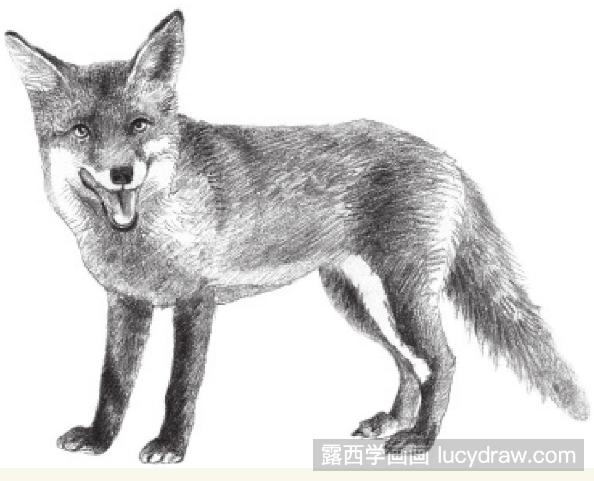 素描画机警的狐狸步骤教程