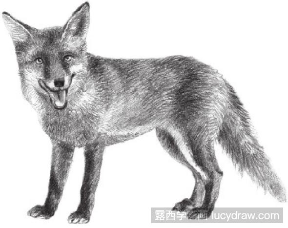 素描画机警的狐狸步骤教程