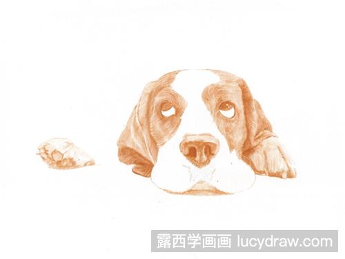 巴吉度犬彩铅画教程