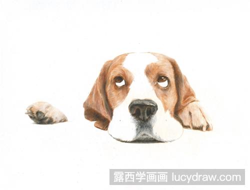 巴吉度犬彩铅画教程