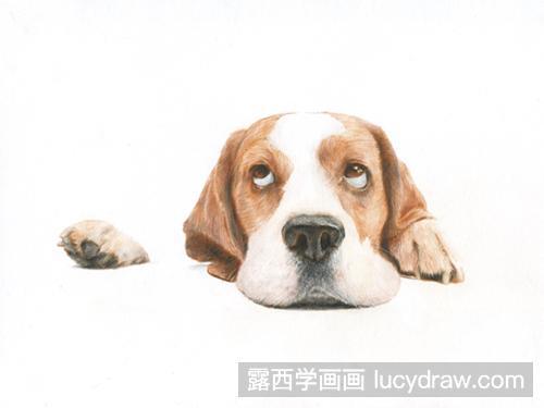 巴吉度犬彩铅画教程