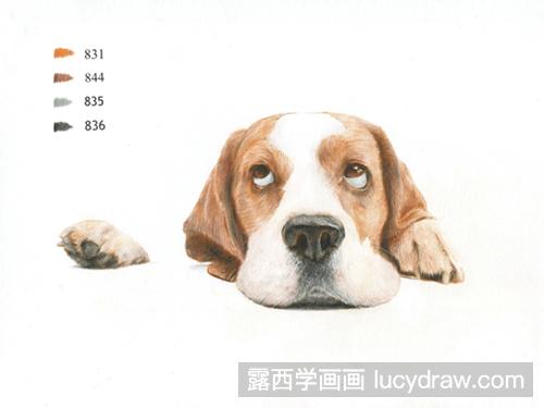 巴吉度犬彩铅画教程