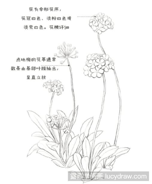 彩铅画教程：怎么画点地梅