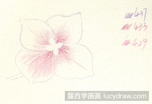 八仙花彩铅画教程