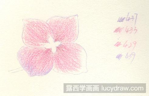 八仙花彩铅画教程