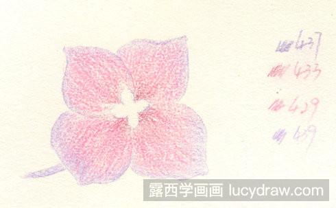 八仙花彩铅画教程