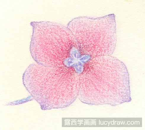 八仙花彩铅画教程