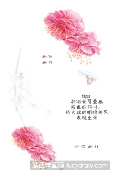 彩铅画教程：怎么画梅花