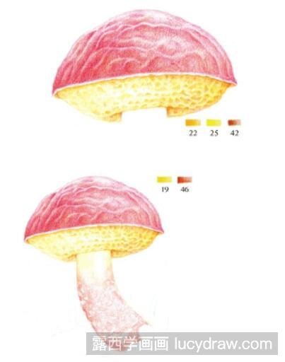 朱红牛肝菌彩铅画教程