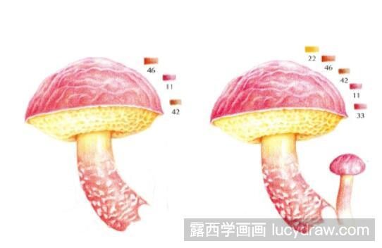 朱红牛肝菌彩铅画教程