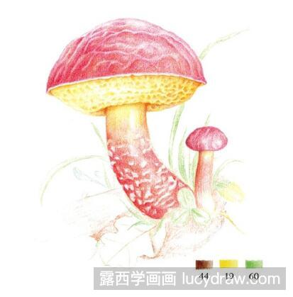 朱红牛肝菌彩铅画教程