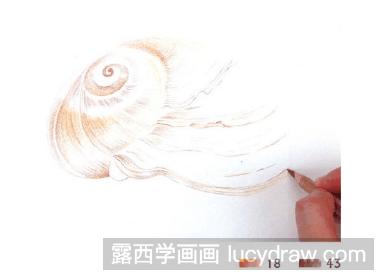 儿童画教程：怎么画海螺