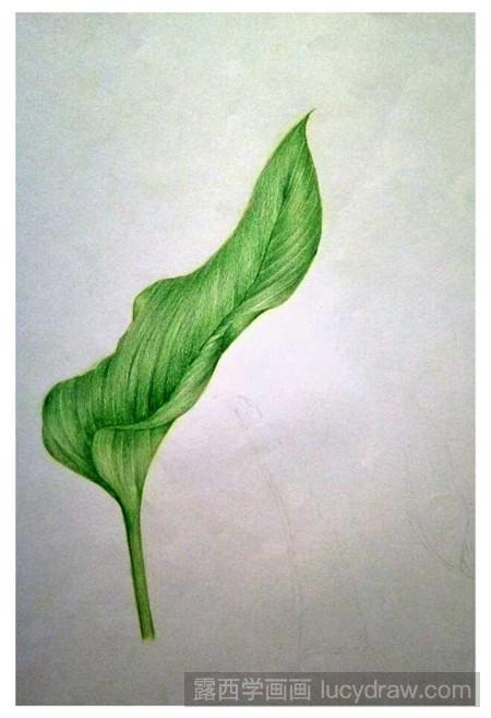 简单的绿叶彩铅画怎么画