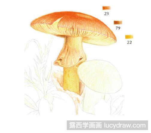 彩铅画教程：怎么画橙盖鹅膏菌