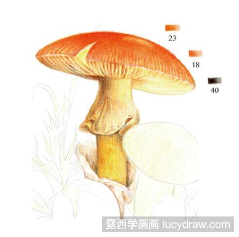 彩铅画教程：怎么画橙盖鹅膏菌